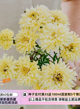 【种子】夏季耐热  紧凑多花 孔雀草 万寿菊 糖与香料 奶白 10粒