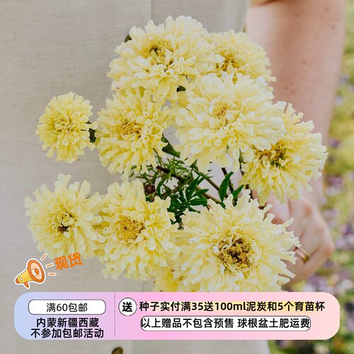 【种子】夏季耐热  紧凑多花 孔雀草 万寿菊 糖与香料 奶白 10粒