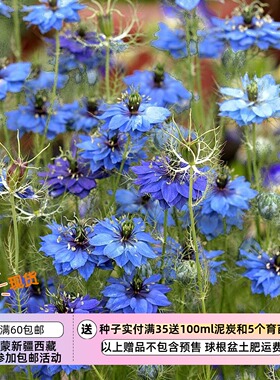 【种子】 一年生 切花型重瓣黑种草 哲基尔小姐蓝色 10粒