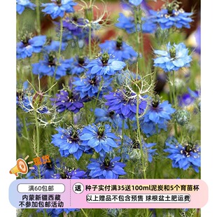 【种子】 一年生 切花型重瓣黑种草 哲基尔小姐蓝色 10粒