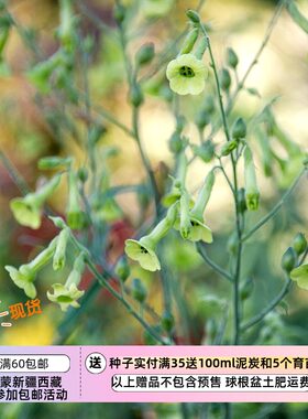 疯狂的小羊绿色花烟草柠檬树