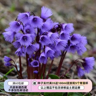 【种子】多年生 报春花科  高山雪玲花 高山圆币草 5粒