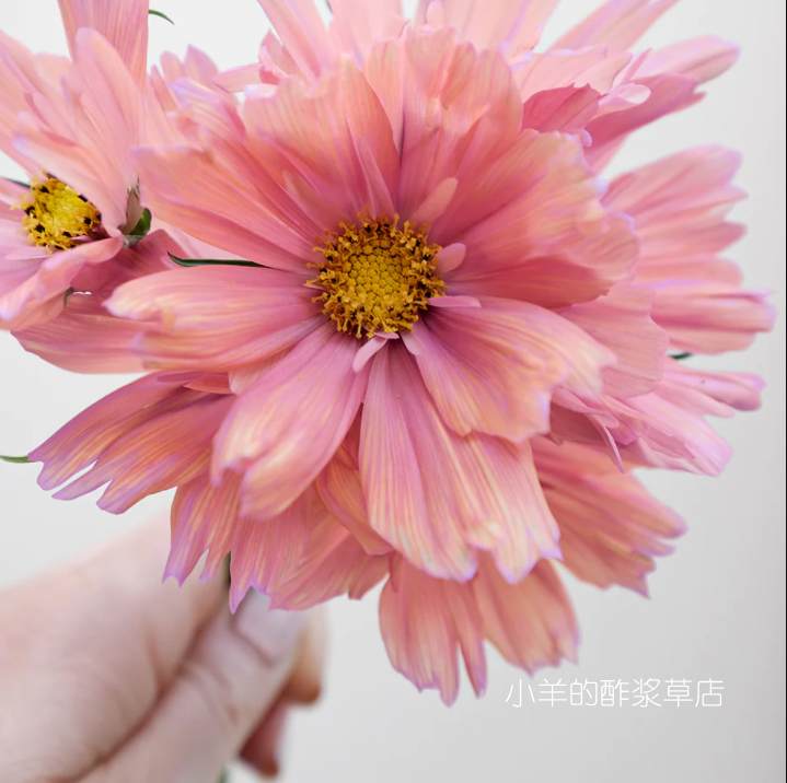 疯狂的小羊夏季耐热开花新手友好