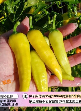 【种子】蔬菜种子皮薄肉厚  匈牙利 甜辣椒 黄色甜椒  5粒