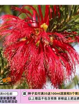 【种子】多年生小灌木红花木丝叶血花CALOTHAMNUS sanguineus 5粒