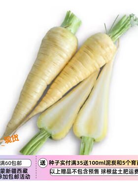 【种子】传家宝老品种 香特奈型胡萝卜 乳白色库蒂格 10粒