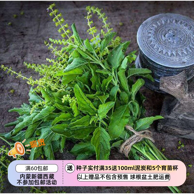 【种子】多年生 传家宝老品种  香草 绿叶 泰国圣罗勒 打抛 10粒