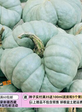 【种子】澳大利亚传家宝 观赏/食用 三叶草南瓜 3粒