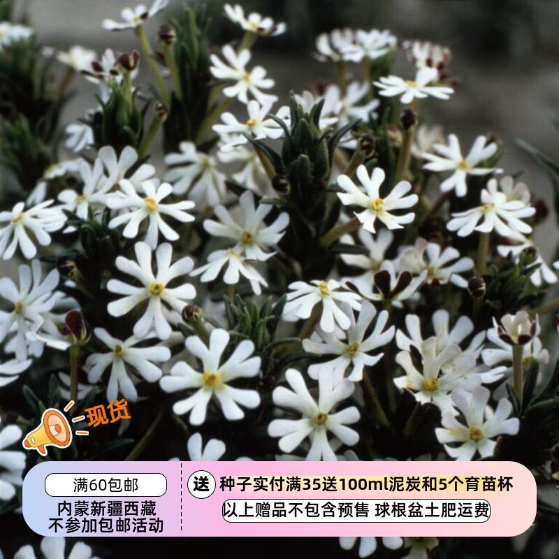 【种子】  玄参科 夜香福禄考 午夜糖果 20粒