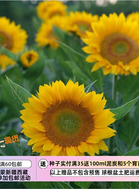 【种子】一年生夏季耐热  高杆单头向日葵  橙色绿心  绿巨人  5