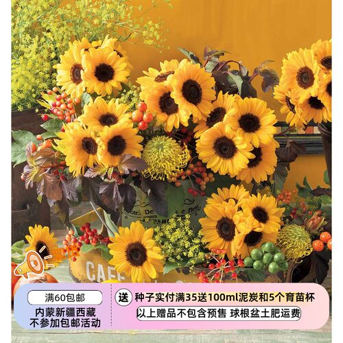 春夏季播种快速开花新手友好