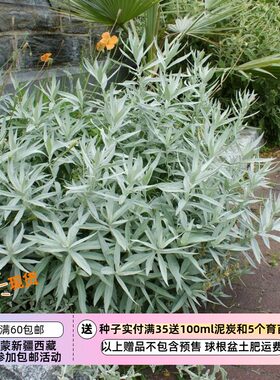 疯狂的小羊路易斯安娜鼠尾草