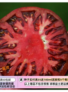 【种子】传家宝老品种  无限生长型 大番茄 紫色切诺基  5粒