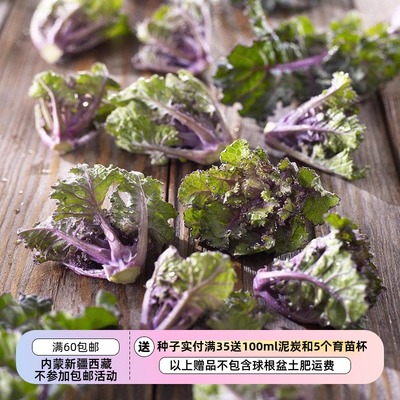 【种子】蔬菜种子  羽衣甘蓝杂交出来的孢子甘蓝  5粒