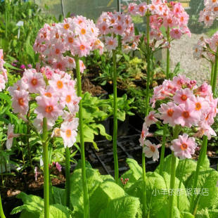 【种子】多年生 报春花科 日本报春 烛台报春 苹果花色 5粒