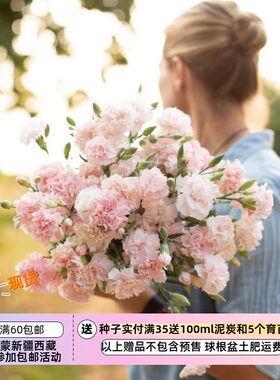 【种子】多年生切花型康乃馨石竹