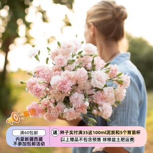 【种子】切花型康乃馨 石竹Carnation- 拉佛朗斯 10粒
