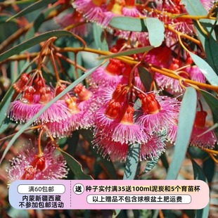 【种子】进而达到尤加利 花花好看的桉树 珊瑚桉  5粒