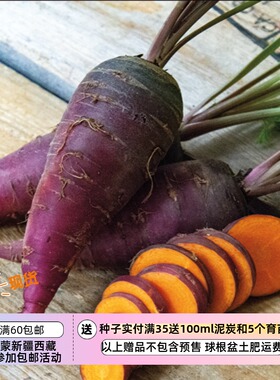 【种子】香甜略带坚果香 紫色橙芯 胡萝卜 紫龙 10粒