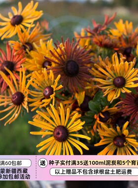 【种子】黑眼菊 金光菊  黑心菊 放射状花瓣  Chim Chiminee 5粒