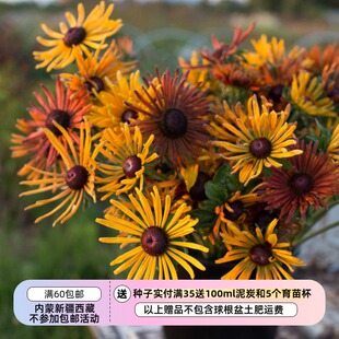 【种子】黑眼菊 金光菊  黑心菊 放射状花瓣  Chim Chiminee 5粒