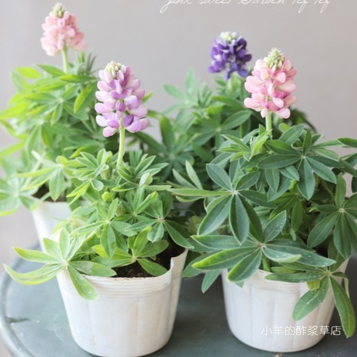 【种子】迷你小可爱 鲁冰花 矮生小型  天空羽扇豆 混色 5粒