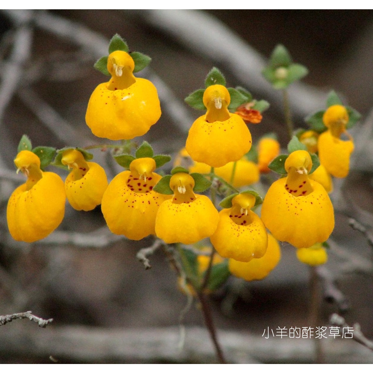 【种子】种子 多年生  高山类型 原种蒲包花 金冠  10粒
