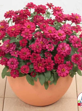 【种子】夏季耐热 矮生重瓣百日草 扎哈拉 夏日樱桃红色 5粒