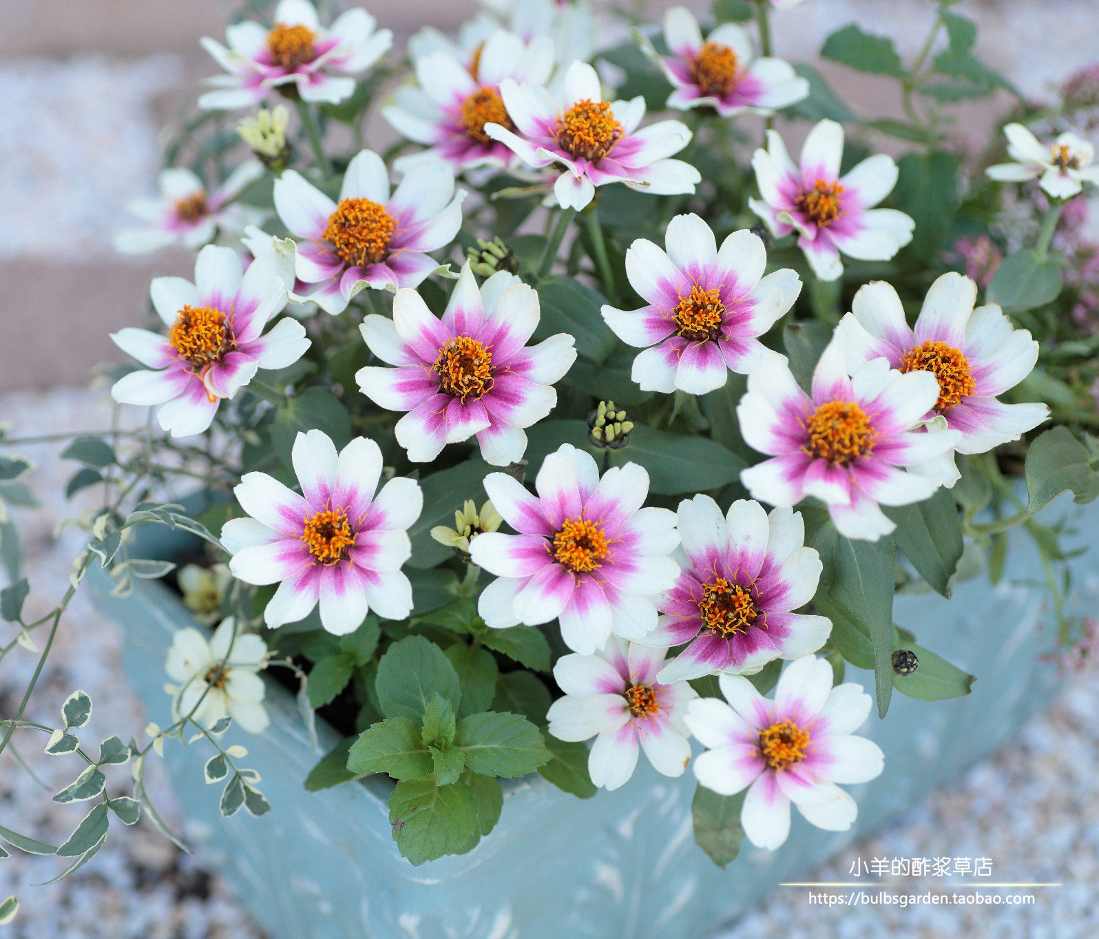 【种子】进口种子 耐热植物 矮生盆栽型百日草 樱桃双色 10粒