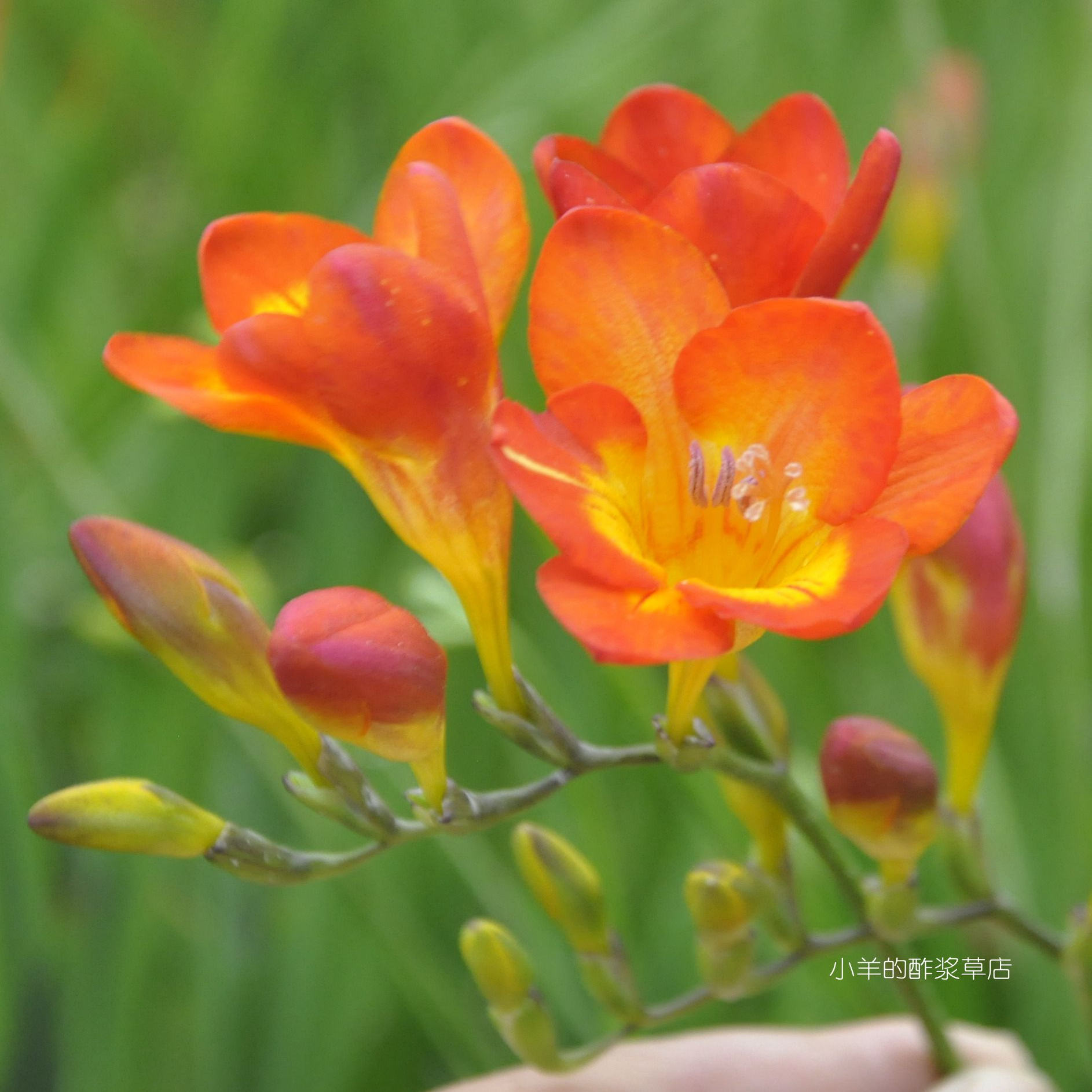 【球根】包邮香雪兰 小苍兰  单瓣橘红色  橙色  5球