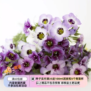 【种子】吉利花属 巧克力花香三色鸟眼菲利斯塔混色 10粒