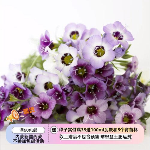 【种子】吉利花属 巧克力花香三色鸟眼菲利斯塔混色 10粒