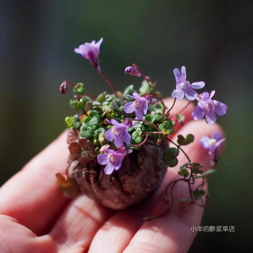 疯狂的小羊铙钹花小兔子花