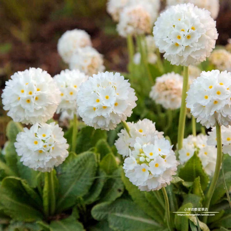 樱草球花报春雪球种子