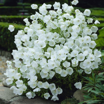 【种子】多年生 桔梗科 丛生风铃草 白色制服 10粒