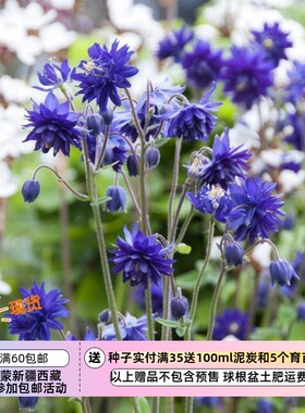 【种子】多年生 重瓣星型耧斗菜 巴洛蓝色 10粒