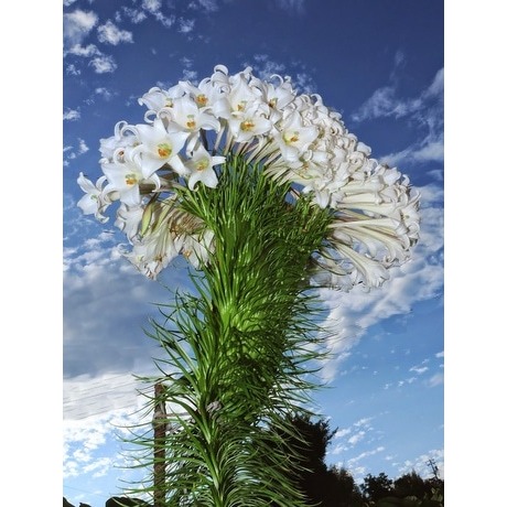 种子原生品种高砂百合