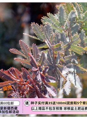 贝利相思树紫叶金合欢种子