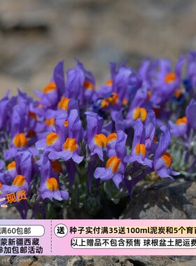 【种子】高山柳穿鱼   LINARIA alpina  5粒