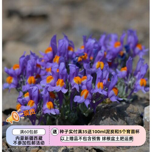 疯狂的小羊高山柳穿鱼