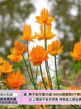 【种子】多年生 花朵像漂浮的金色“睡莲” 金莲花 金色女王 5粒