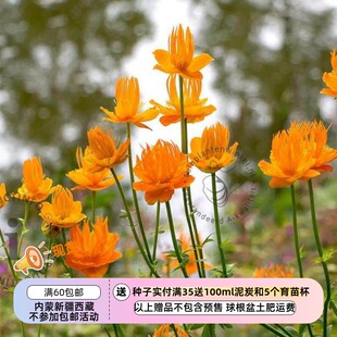 【种子】多年生 花朵像漂浮的金色“睡莲” 金莲花 金色女王 5粒