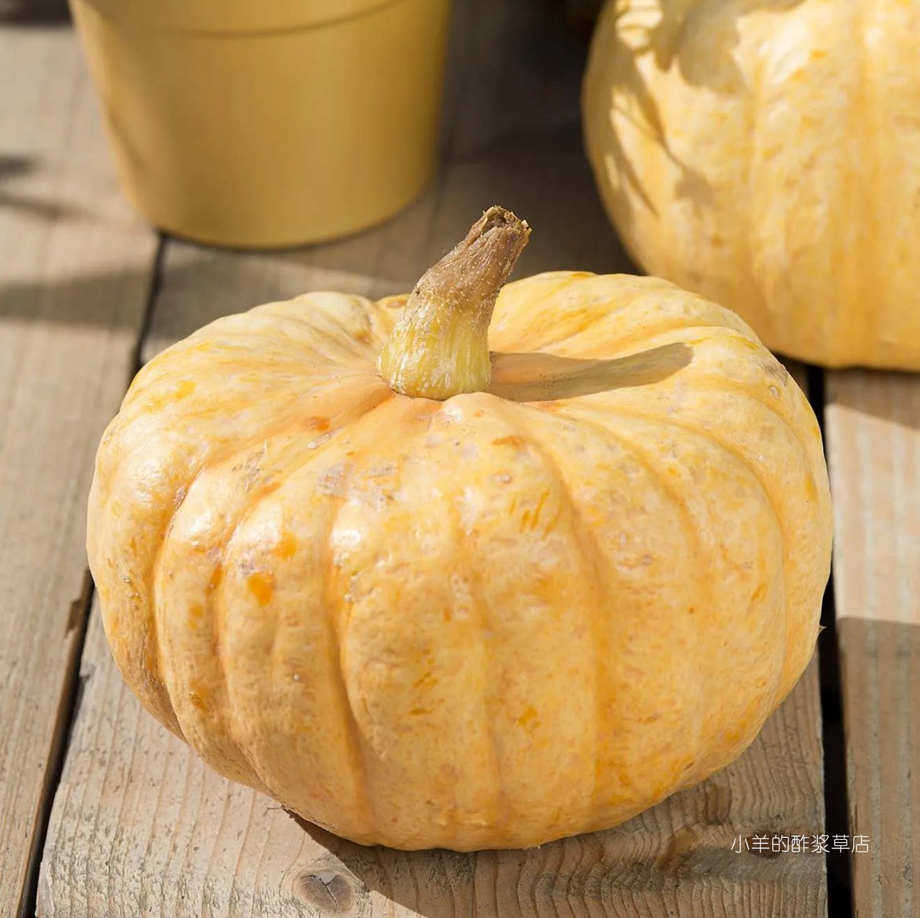 【种子】传家宝老品种 淀粉含量高 澳洲黄油南瓜 3粒