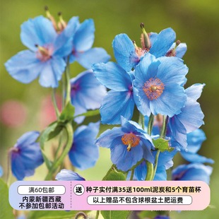 【种子】进口种子 多年生  喜马拉雅绿绒蒿 大花四倍体 5粒