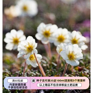 【种子】小型常绿亚灌木 八瓣仙女木 5粒