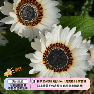 【种子】一年生 草原君主 海角雏菊 祖鲁王子白色 10粒