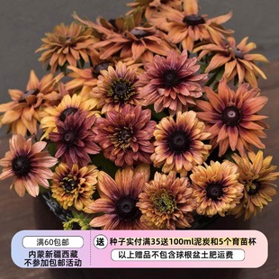 【种子】黑眼菊 金光菊 复古柔和色调 撒哈拉混色 10粒