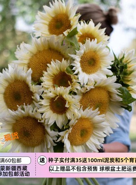 【种子】 夏季耐热 高杆 单头切花向日葵 白月光  5粒