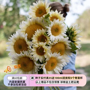 耐热 夏季 高杆 单头切花向日葵 5粒 白月光 种子