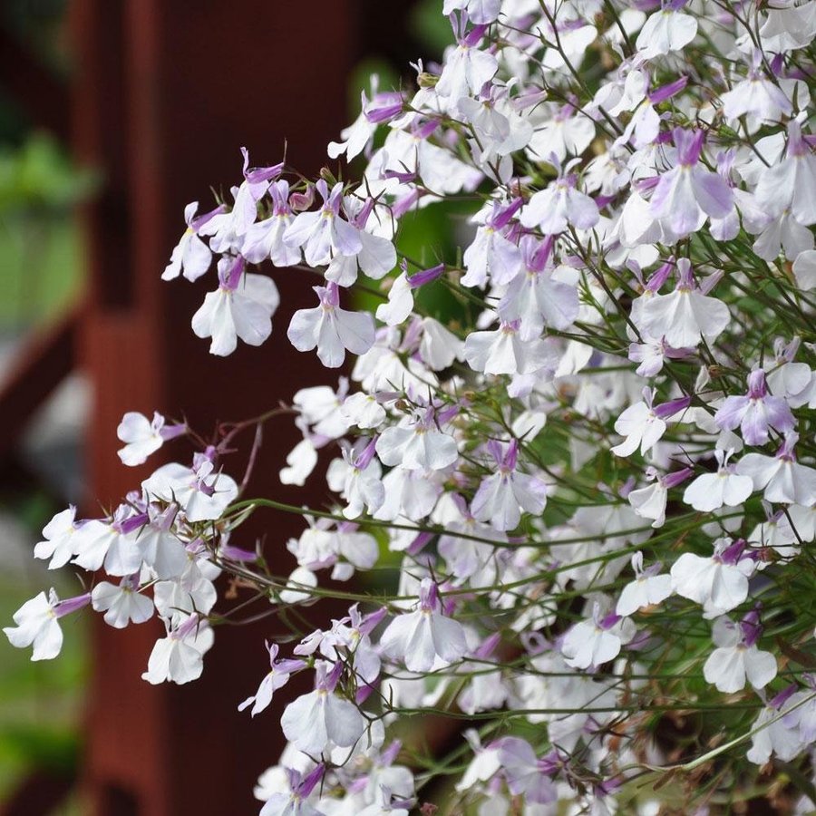 疯狂的小羊六倍利和香雪球